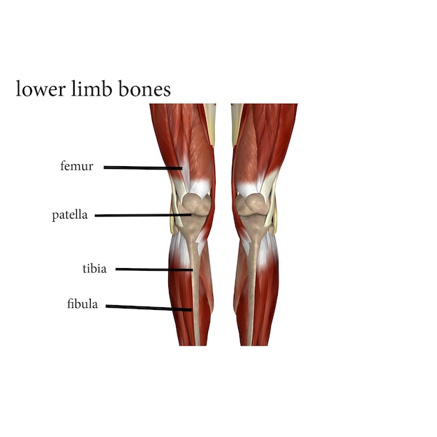 human skeleton spineribskneefemur and carpals anatomy system 3d illustration