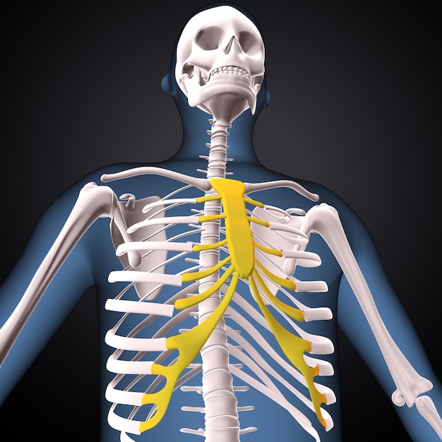 人間の骨格 - 脊椎骨と半径骨の解剖学 - 3Dレンダリング