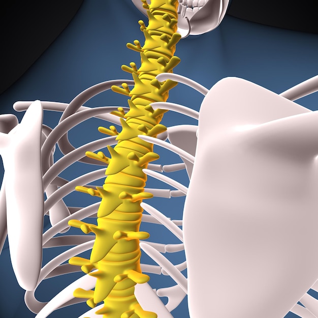 인간 골격: 척추와 반지름 해부학 3D 렌더링