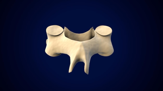 Human Skeleton Vertebral Column Cervical Vertebrae Anatomy 3D Illustration