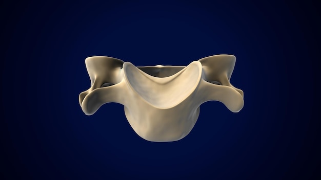 人間の骨格の脊椎柱 子宮 ⁇ 椎の解剖学 3Dイラスト