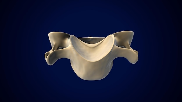 Human Skeleton Vertebral Column Cervical Vertebrae Anatomy 3D Illustration