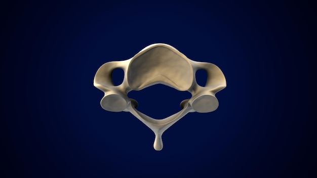 인간 골격 척추 기둥 자궁경부 척추 해부학 3D 그림