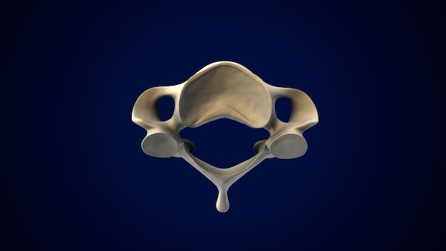 Human Skeleton Vertebral Column Cervical Vertebrae Anatomy 3D Illustration