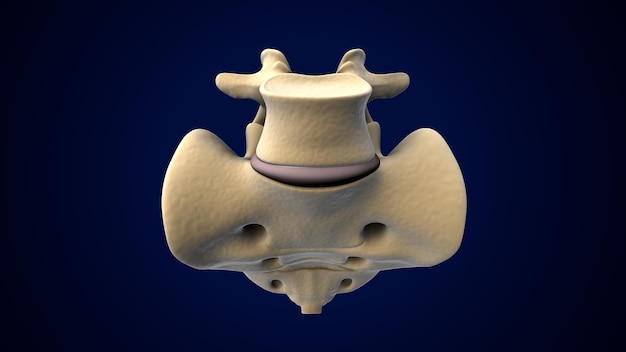 Foto colonna vertebrale scheletrica umana anatomia delle vertebre cervicali illustrazione 3d