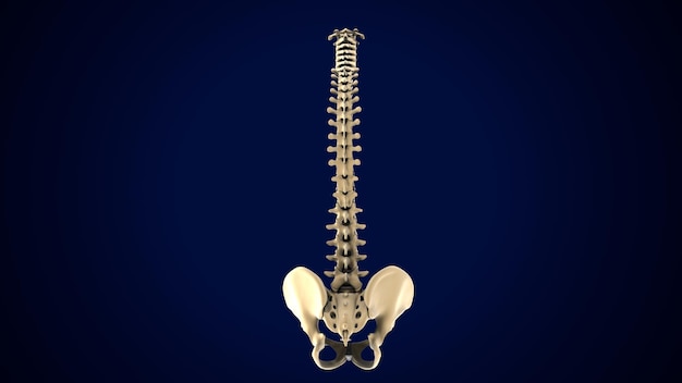 Foto illustrazione 3d dell'anatomia delle vertebre della colonna vertebrale dello scheletro umano