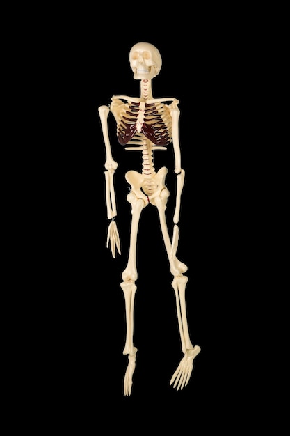 human skeleton with dark background