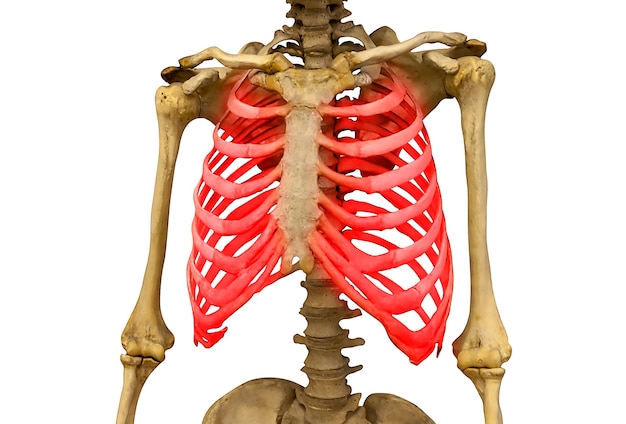 흰색 배경에 격리된 조명된 붉은 갈비뼈가 있는 인간의 골격. 고품질 사진