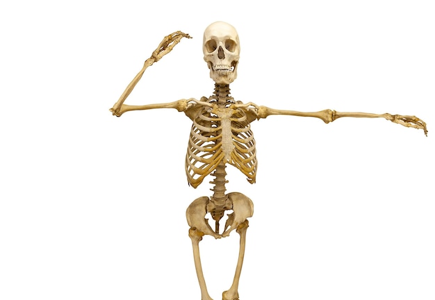 Human skeleton with raised arms isolated on white background. High quality photo