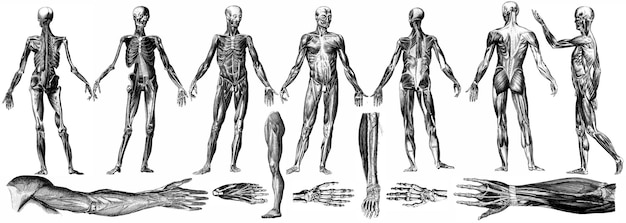 人間の骨格の解剖学