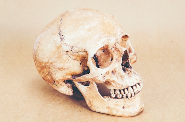 背景に人間の頭蓋骨の解剖学