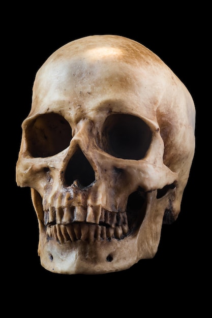 Photo human skull on black background