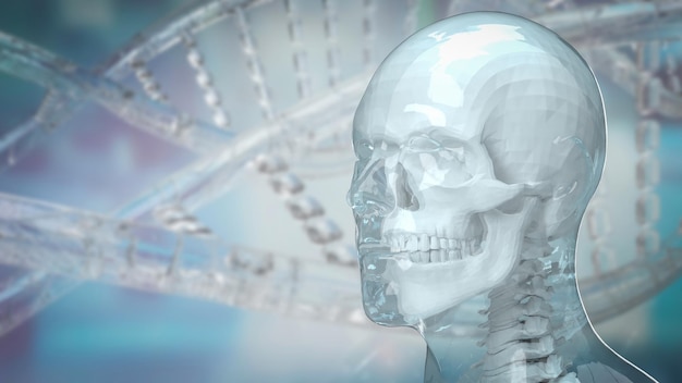 Photo the human and skull for education or sci concept 3d rendering