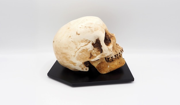 Modello di testa di teschio umano realizzato in plastica resina.