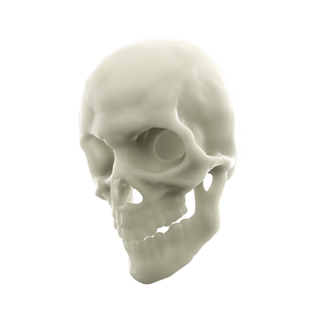 Human skull isolated on white background d render