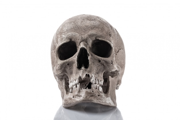 Cranio umano isolato su bianco