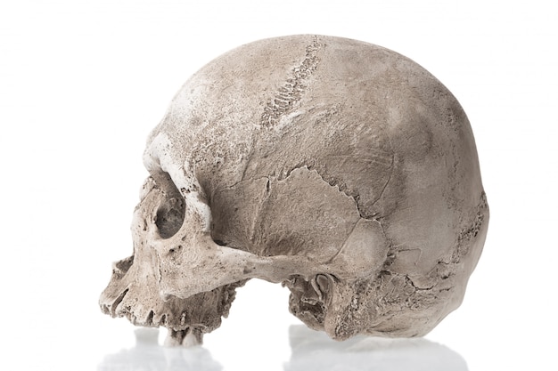 Photo human skull isolated with reflection. side view