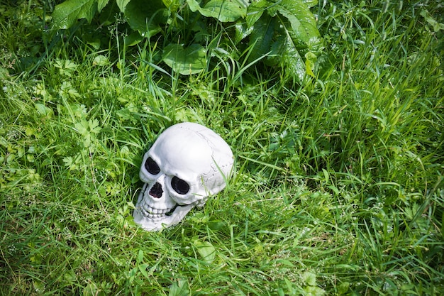 夏の緑の芝生に横たわっている人間の頭蓋骨。