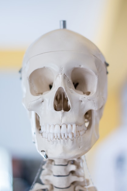 Human skull model