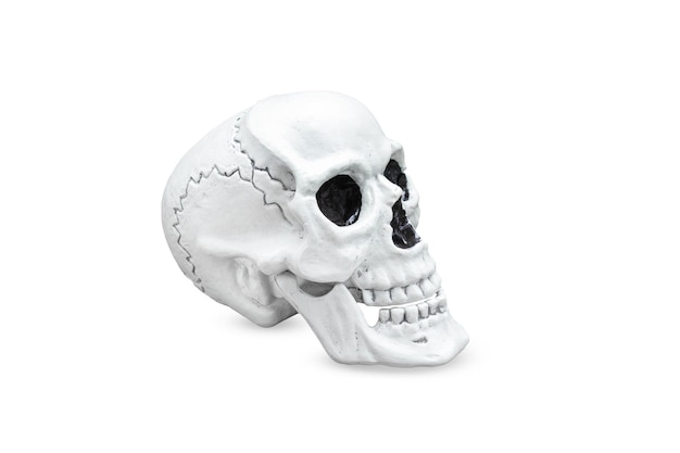 Human skull in profile isolated on white background