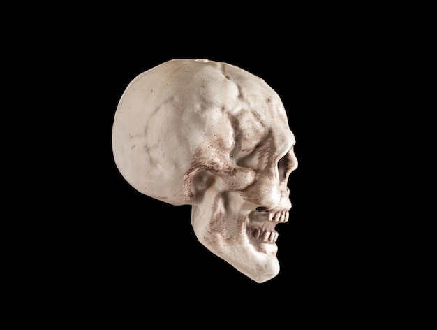 Human skull in profile view Human anatomy skeletal framework of head Medical education concept