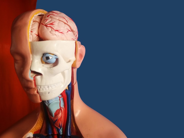 파란색 배경에 인간의 두개골 구조 모델