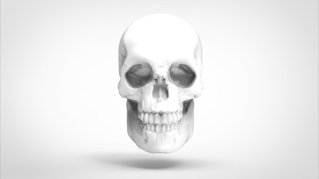 human skull on white background