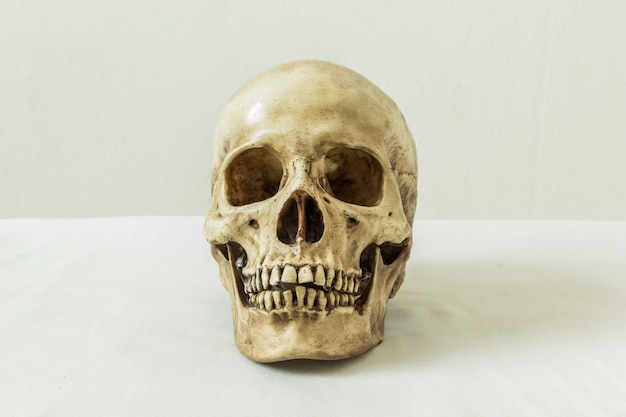 Human skull on a white background 