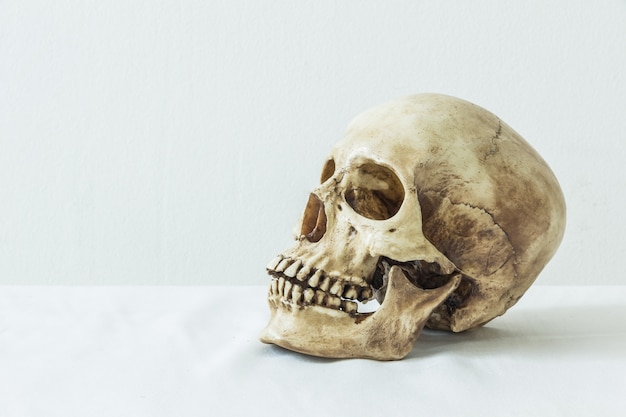 Photo human skull on a white background