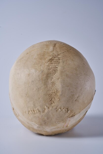 Human skull on a white isolated background.