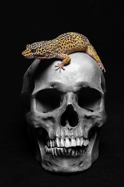 Foto cranio umano con un gecko su sfondo nero