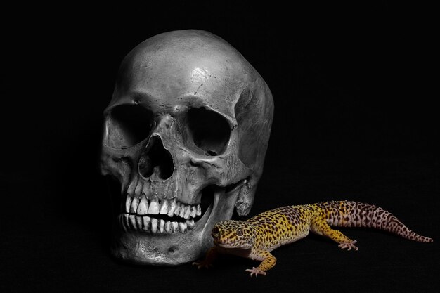 Human skull with a Gecko on black background