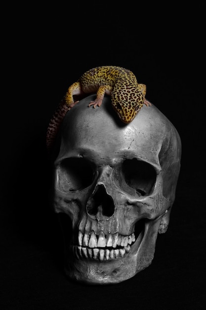 Foto cranio umano con un gecko su sfondo nero