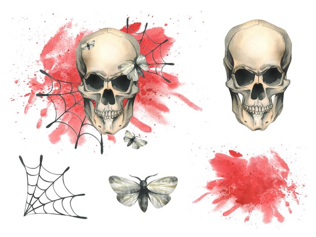 Human skull with a night moths bloodstain and cobwebs for the holiday of death day and halloween