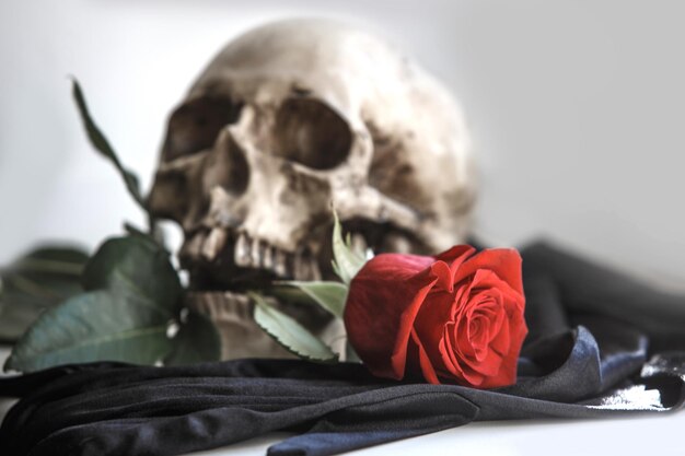 A human skull with a red rose on a gray background Concept of love and death Halloween Santa MuerteHoly death Flower in the teeth of a skeleton