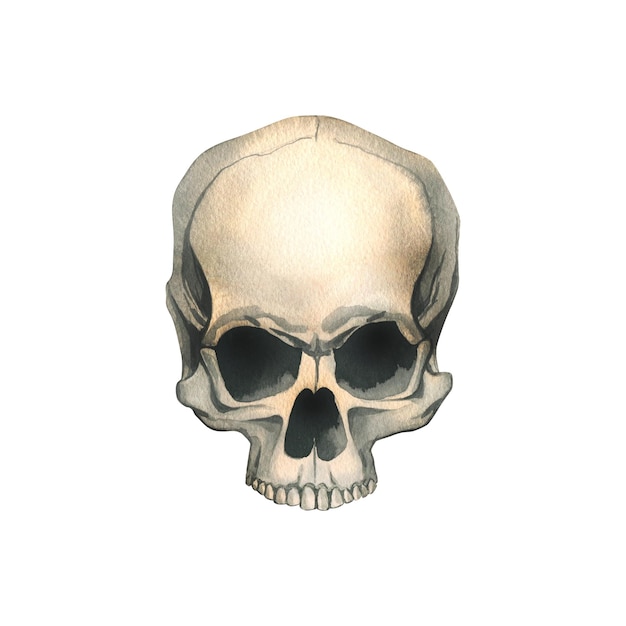 Human skull without lower jaw full face realistic evil terrible spooky Hand drawn watercolor illustration for day of the dead halloween Dia de los muertos Isolated object on a white background