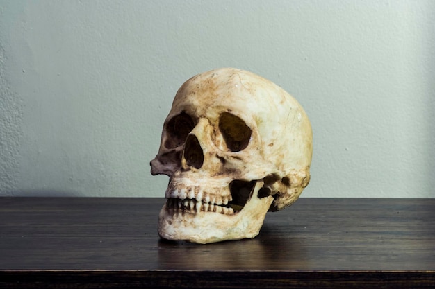 인간과 두개골