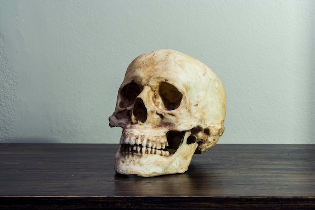 human skull