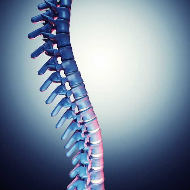 Human spinal bone 3d