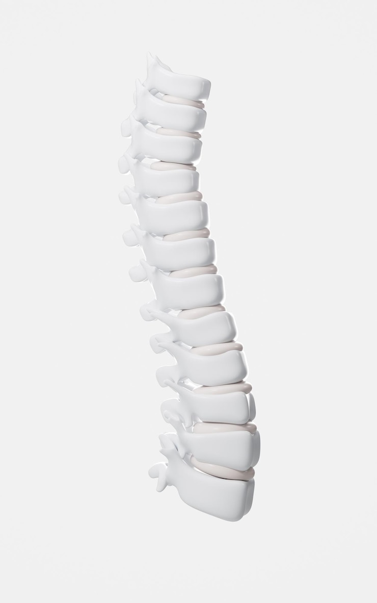 Photo human spine model specification for human vertebrae model 3d rendering