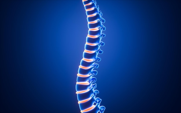 Human spine model specification for human vertebrae model 3d rendering