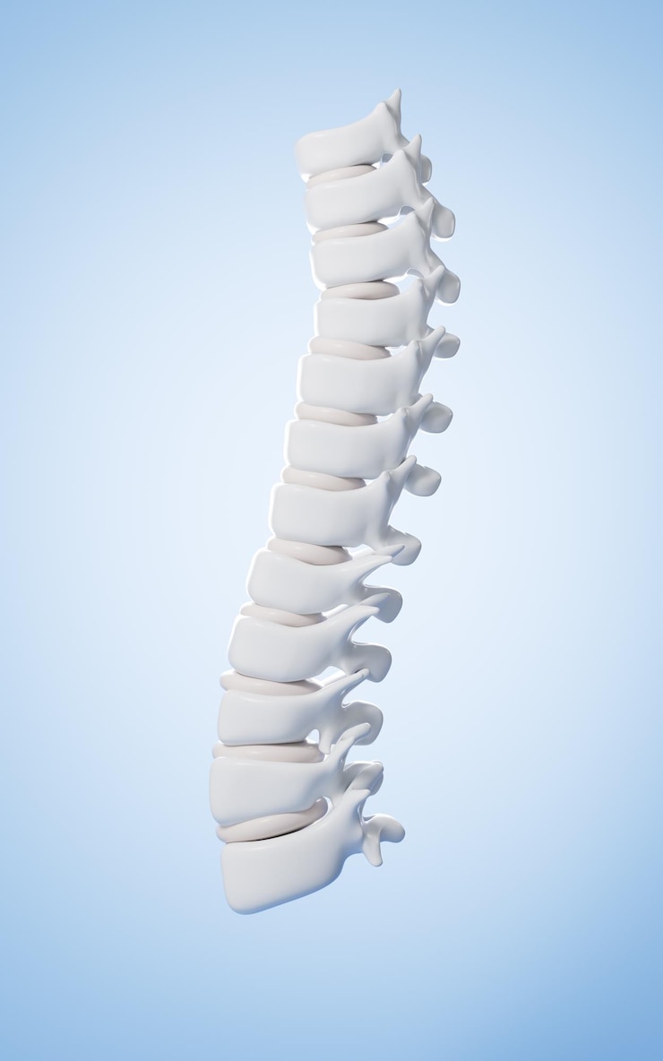 Photo human spine model specification for human vertebrae model 3d rendering