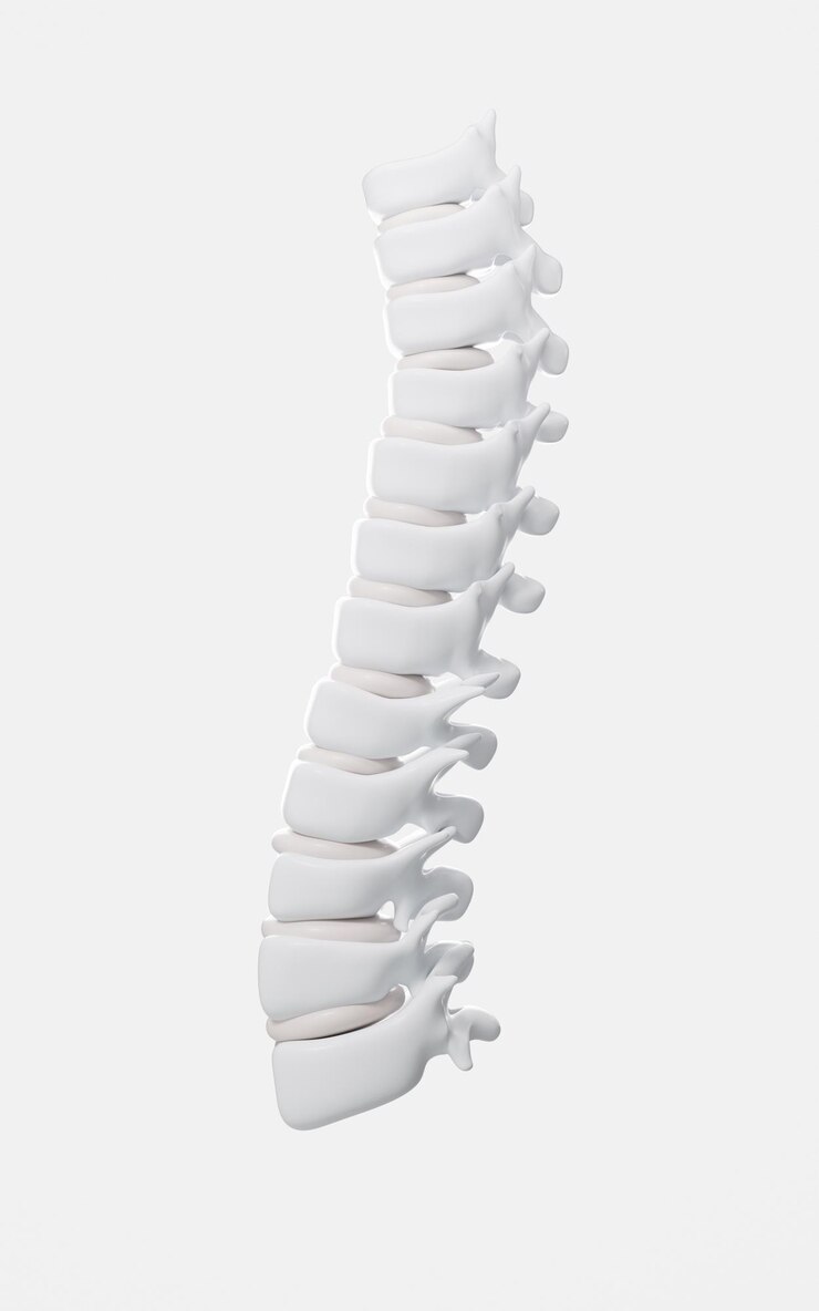 Photo human spine model specification for human vertebrae model 3d rendering