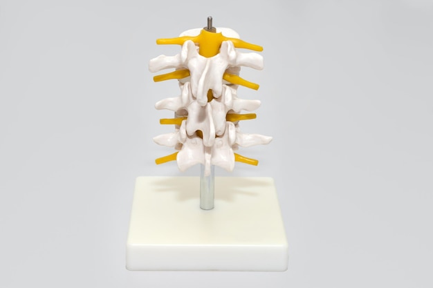 Human spine plastic model for surgery in clinic anatomical models of joints and nerves part of artif...