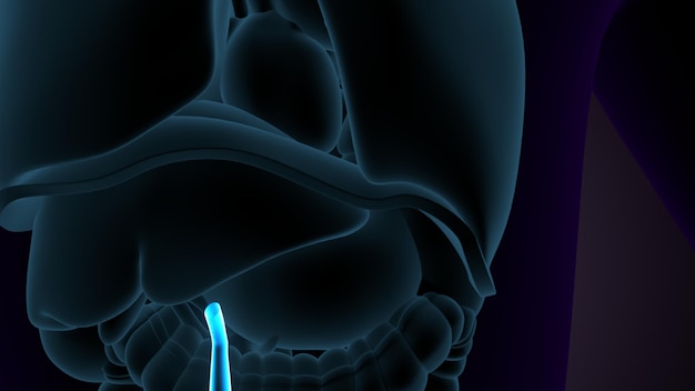 human stomach anatomy 3d illustration