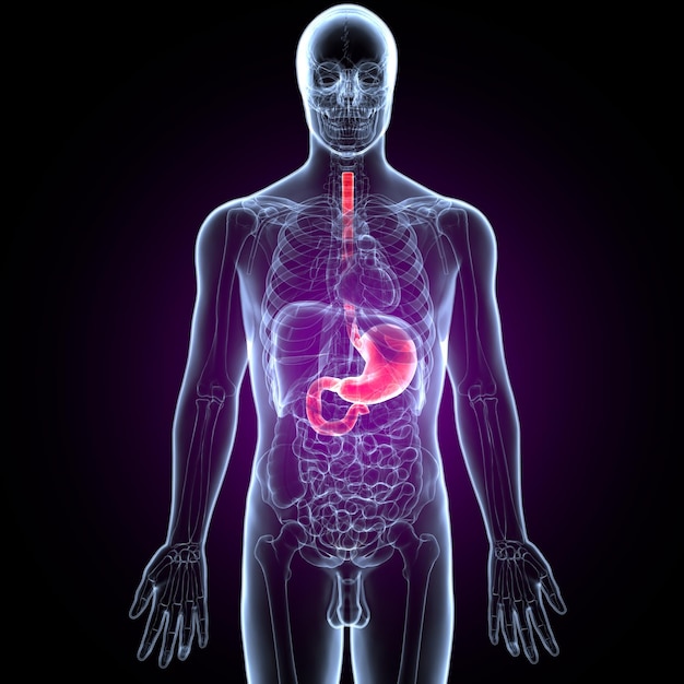 Human Stomach Anatomy Illustration 3D render