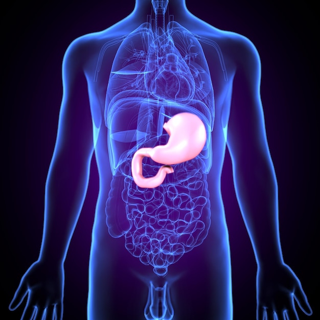 Human stomach anatomy for medical concept 3D illustration