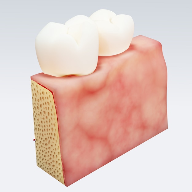 인간의 치아. 치아의 디지털 일러스트 절연에 횡단면. 3d 렌더링