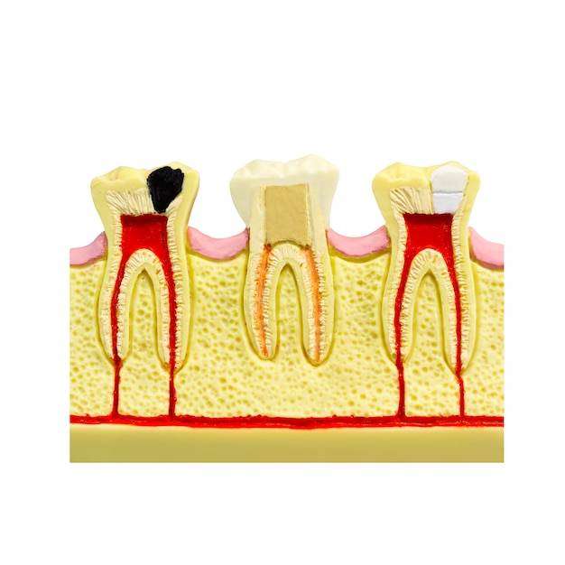 Human tooth gum cross section Tooth Root canal Tooth Detailed anatomy tooth color image dentistry