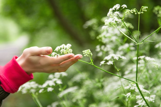 人間が花に触れて手を撫でる